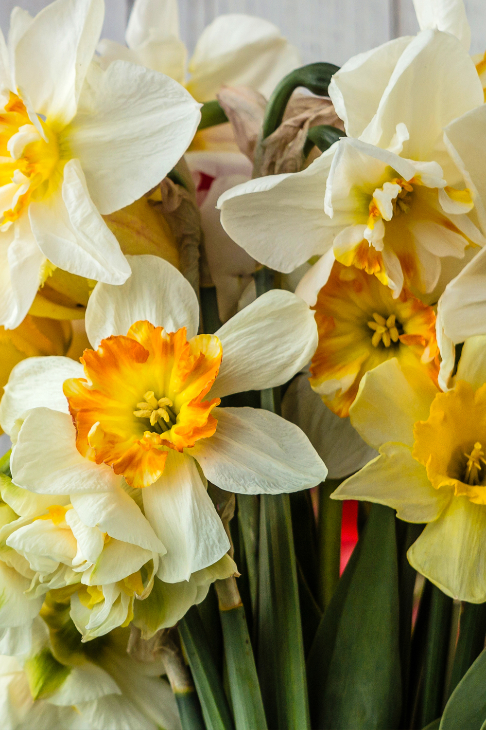 A - Mixed Daffodil Bulbs FALL-A