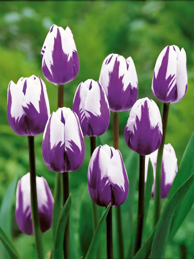 H - Blueberry Ripple Tulip Bulbs FALL-H